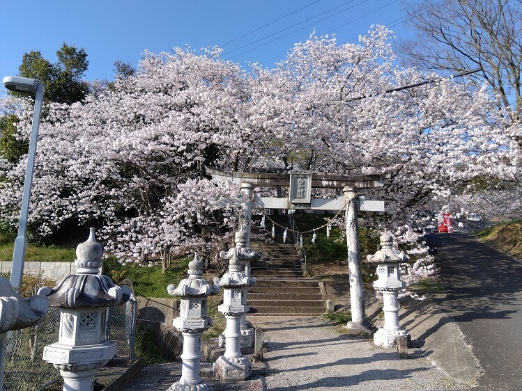 白山神社の鳥居を飾る最高の桜たち