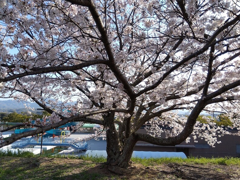 三木町にある白山神社で桜を見てきました